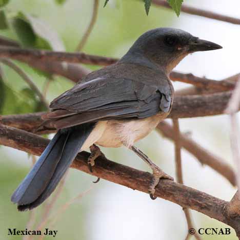 Mexican Jay