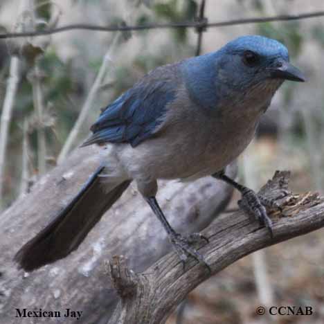 Mexican Jay (Aphelocoma wollweberi) - North American Jays - Birds of ...