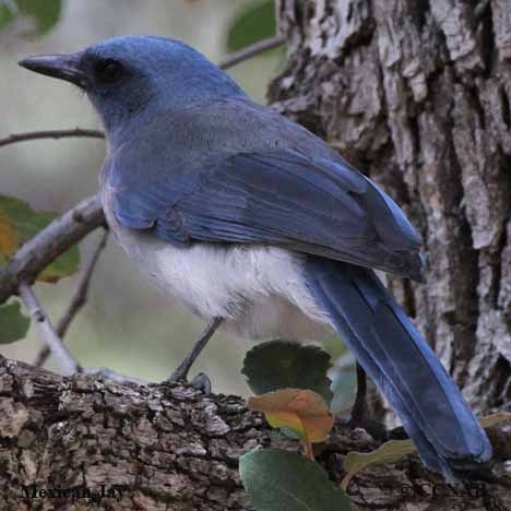 Mexican Jay (Aphelocoma wollweberi) - North American Jays - Birds of ...