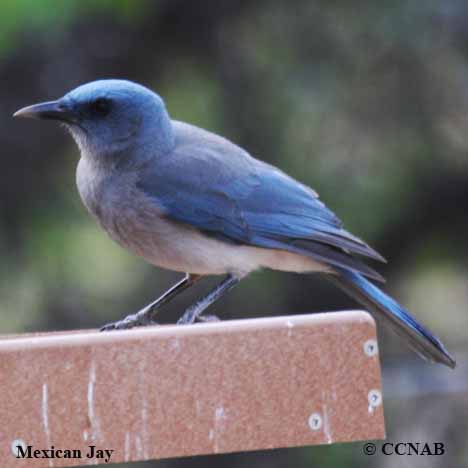 Mexican Jay (Aphelocoma wollweberi) - North American Jays - Birds of ...