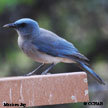 Bird Song Folder 3 Fi to Me