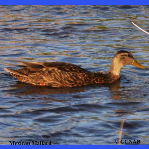 Birds of North America