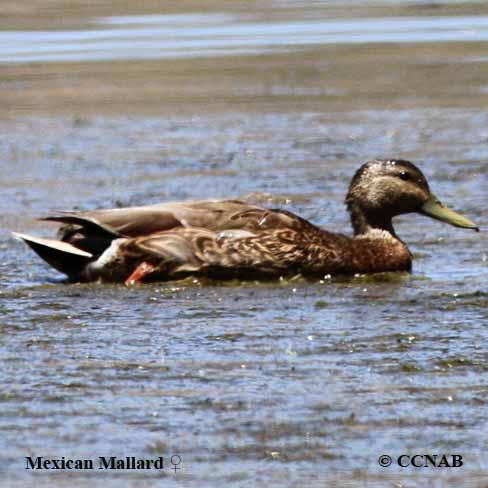 Birds of North America