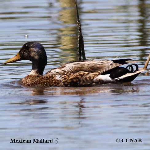 Birds of North America