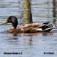 Mexican Mallard