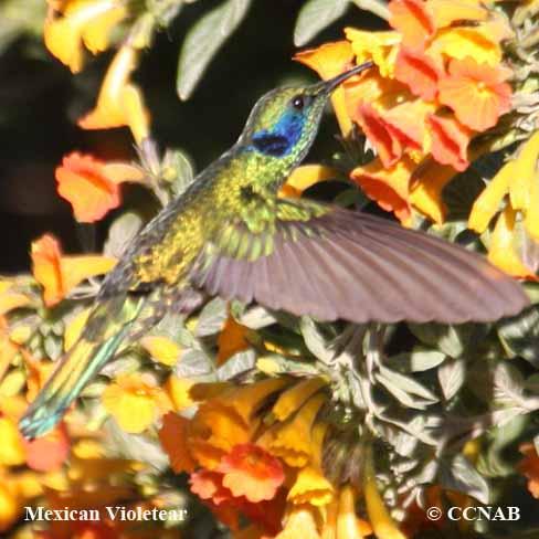 Colibri thalassin - Colibri thalassinus