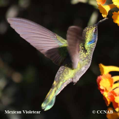 Mexican Violetear