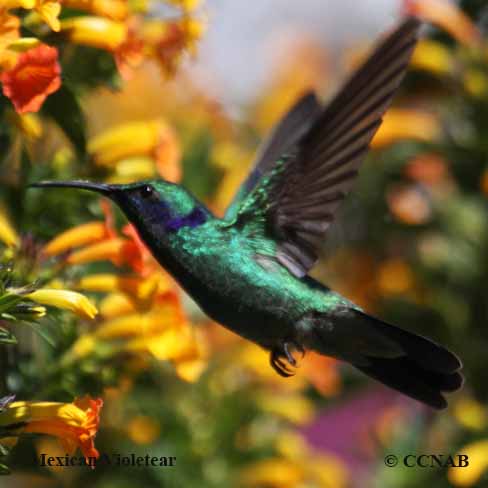 Mexican Violetear