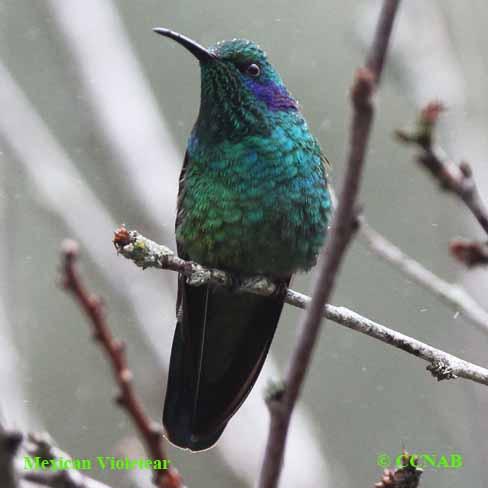 Mexican Violetear