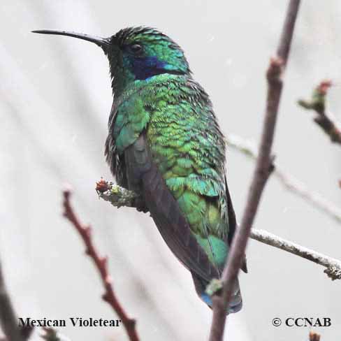 Colibri thalassin - Colibri thalassinus