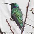 Mexican Violetear