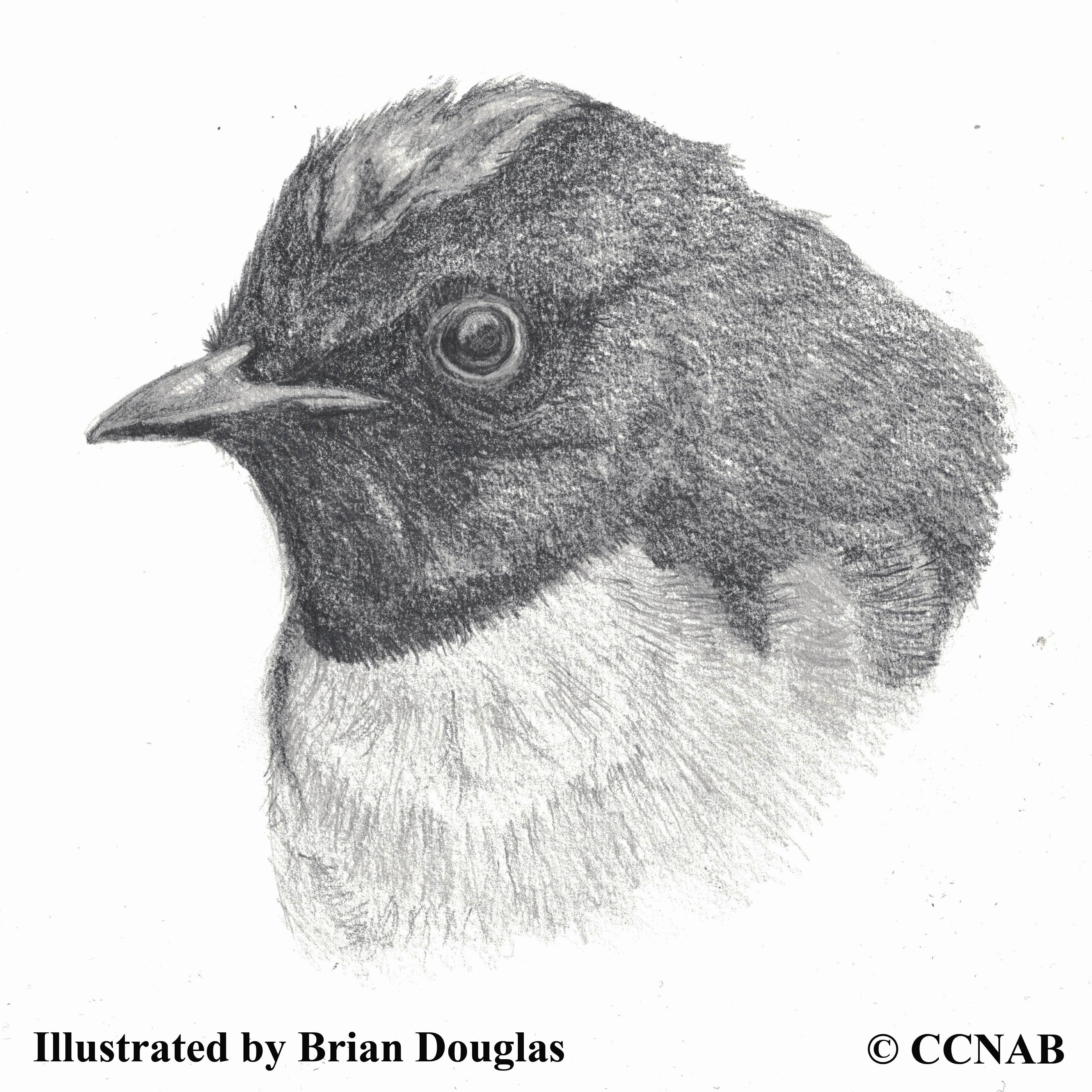 mexican warblers