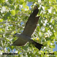 Mississippi Kite