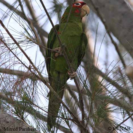 Mitred Parakeet