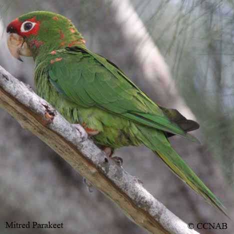 Mitred Parakeet