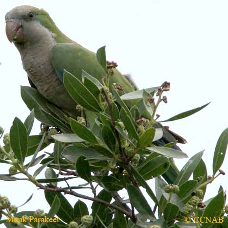 Birds of North America