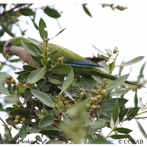 Monk Parakeet