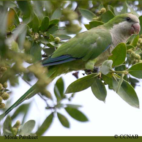 Monk Parakeet