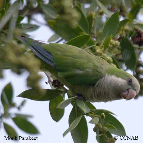 Monk Parakeet