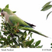Monk Parakeet songs and calls