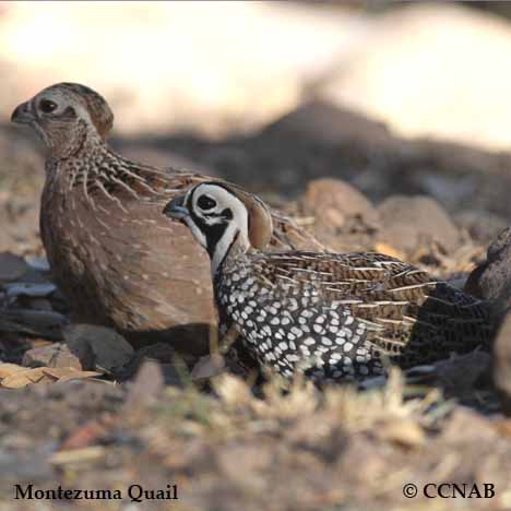 Montezuma Quail