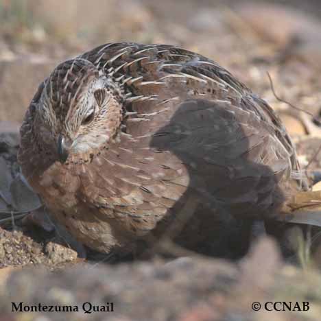 Montezuma Quail