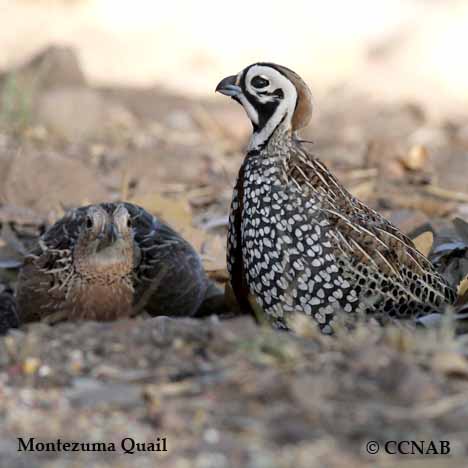 Montezuma Quail