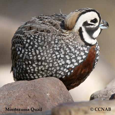 Montezuma Quail