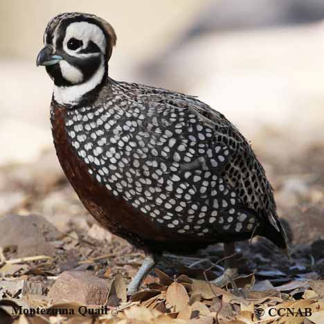 Birds of North America