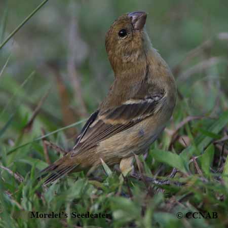 Morelet's Seedeater