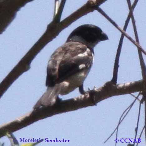 Morelet's Seedeater