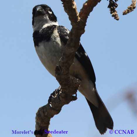 Morelet's Seedeater