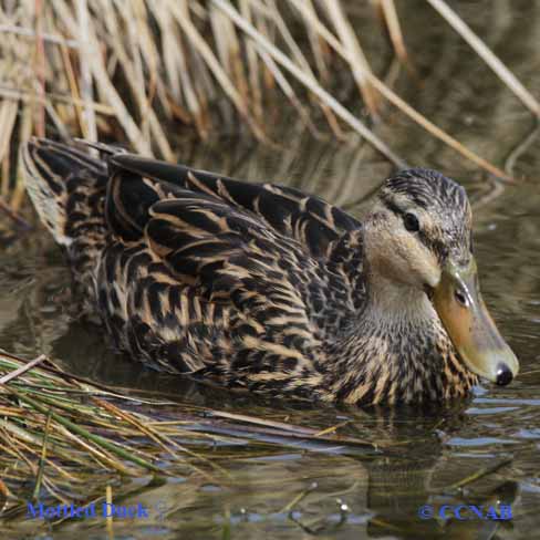 Mottled Duck