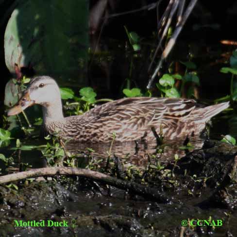 Mottled Duck