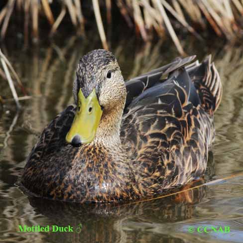 Mottled Duck