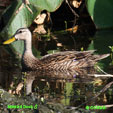 Mottled Duck range map