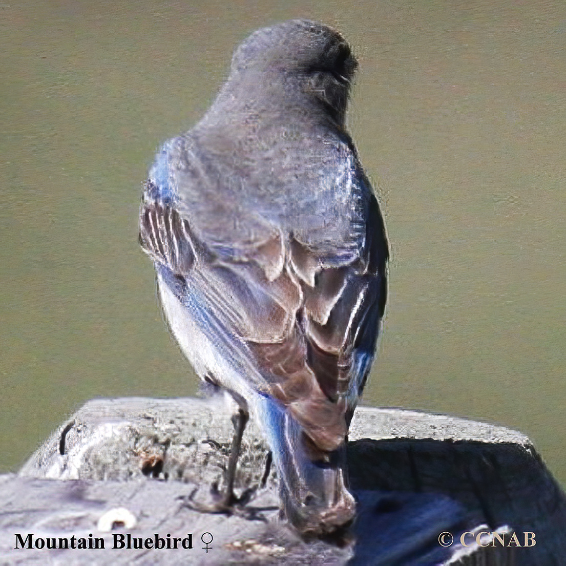 Mountain Bluebird