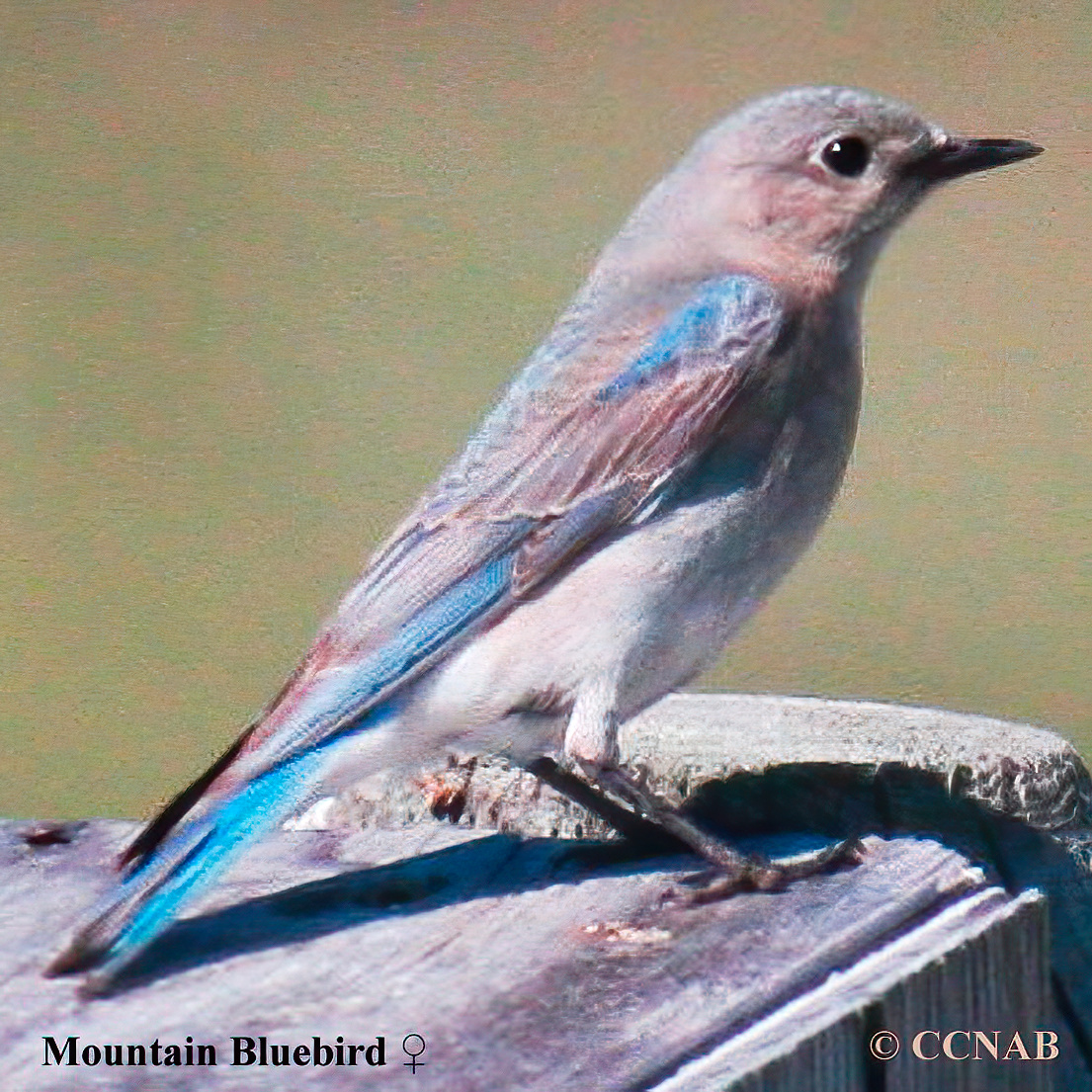 Birds of North America