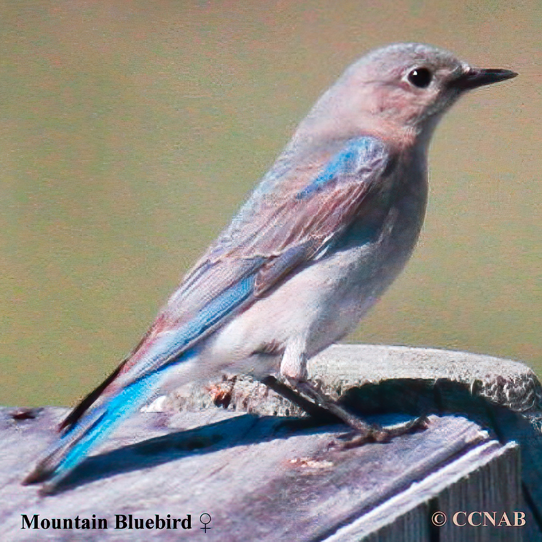 Mountain Bluebird