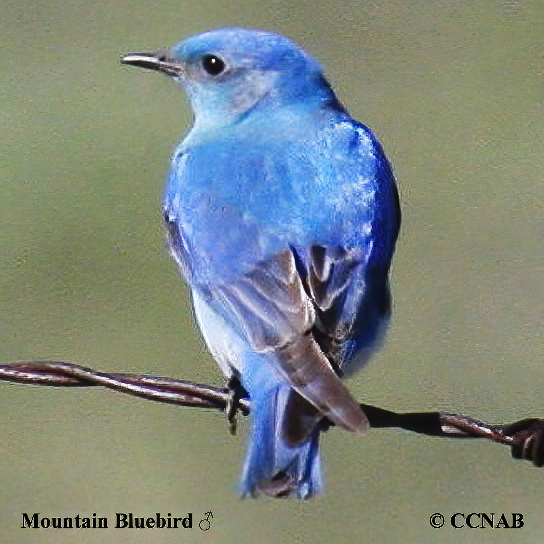 Mountain Bluebird