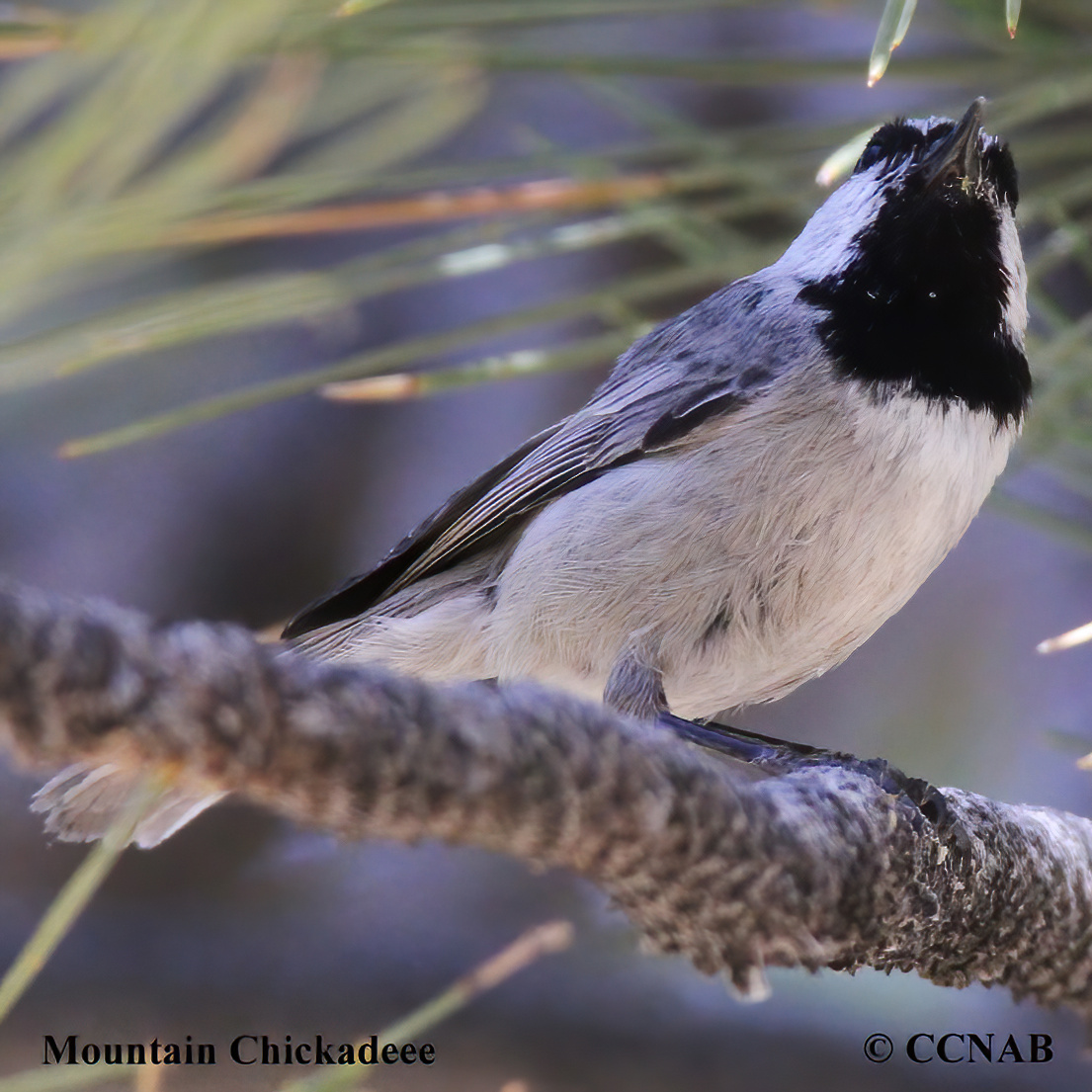 Birds of North America