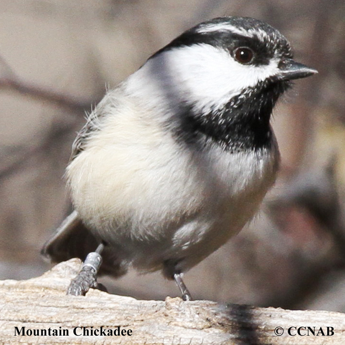 Mountain Chickadee