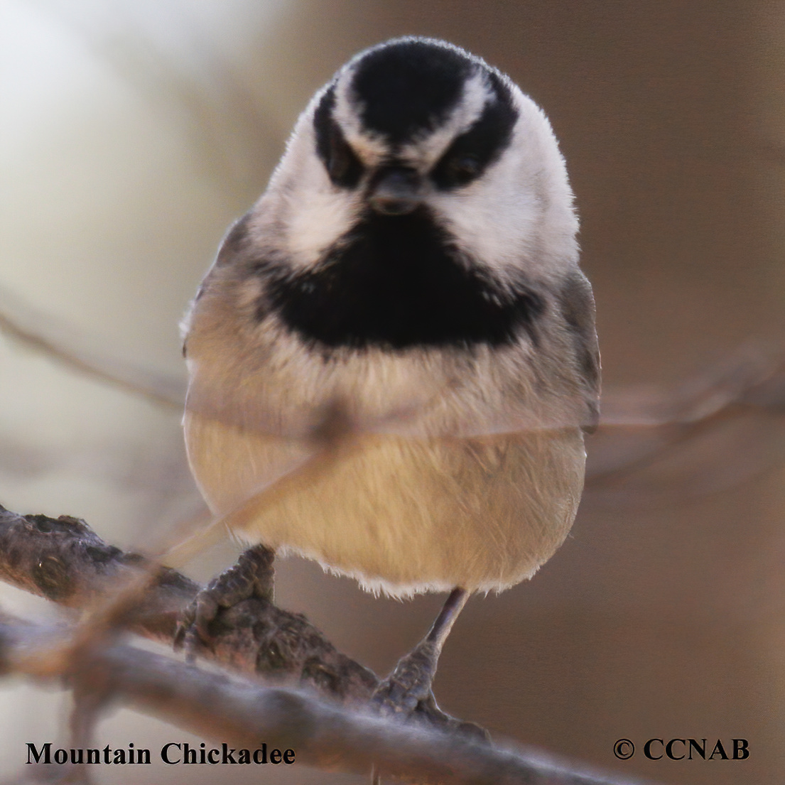 Mountain Chickadee