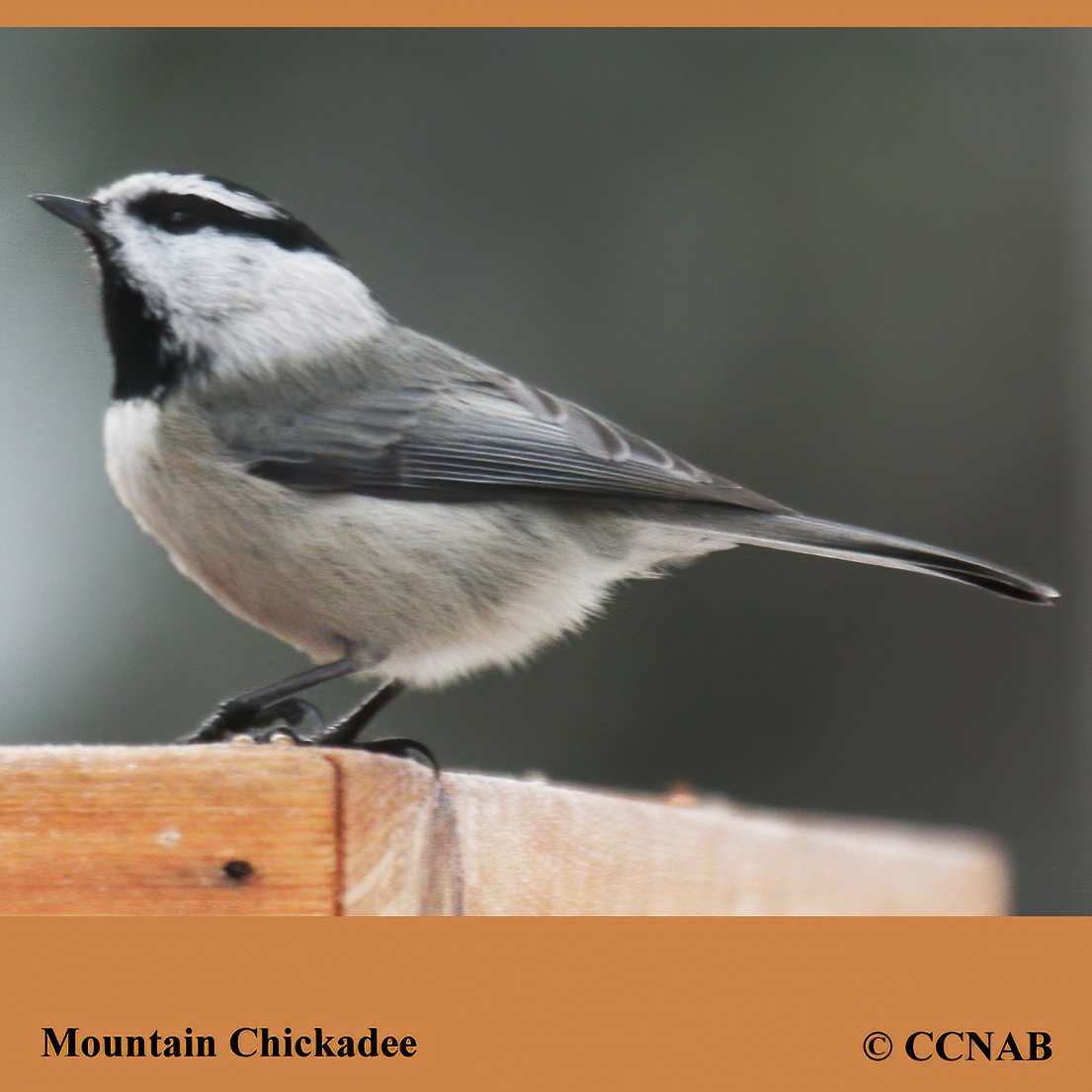 Mountain Chickadee