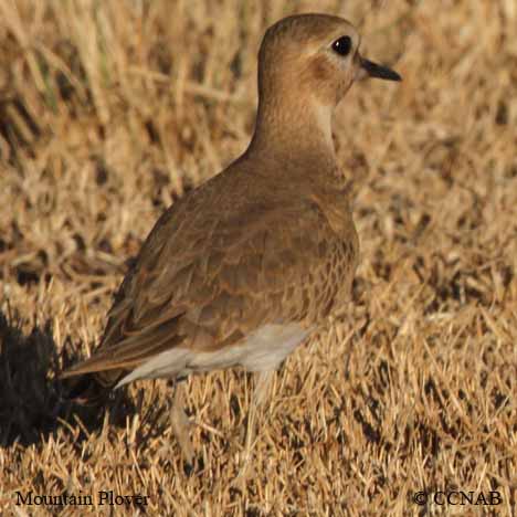 Mountain Plover