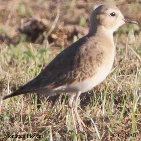 Mountain Plover