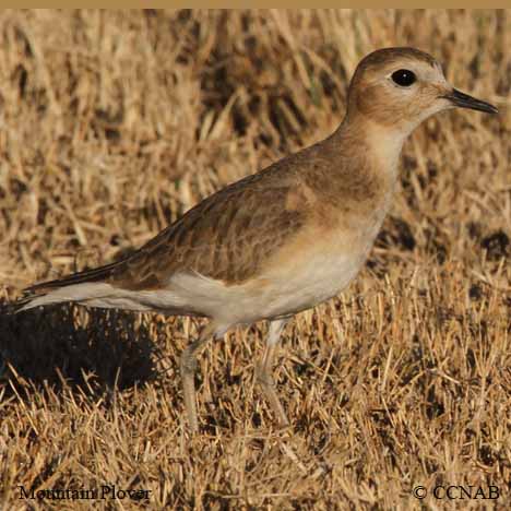 Mountain Plover