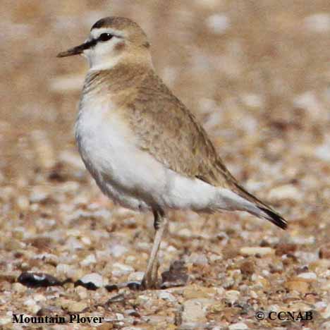 Birds of North America