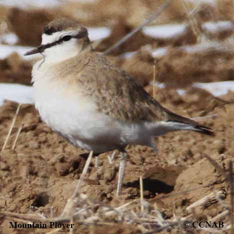 Mountain Plover