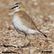 Mountain Plover range map